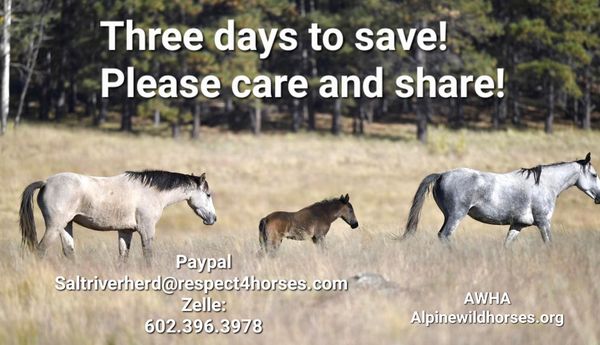 Fundraiser for Alpine Horses!