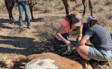 This rescued mustang seems determined to become a wild horse again!