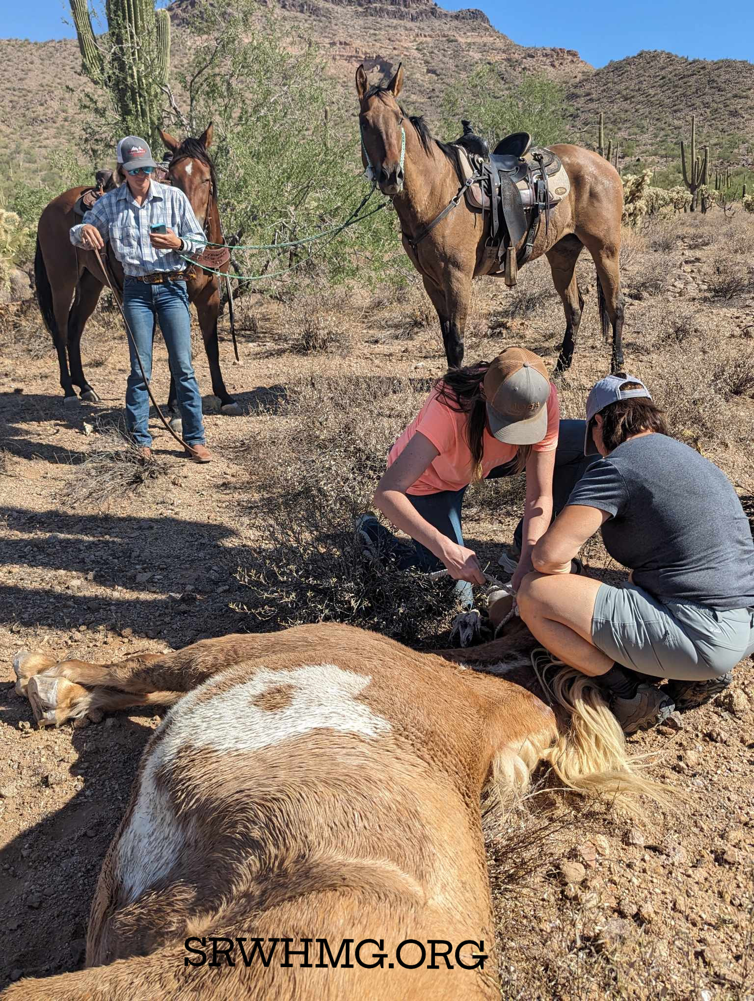 This rescued mustang seems determined to become a wild horse again!