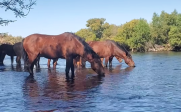 Watching wild horses in their natural environment & experiencing their peace and contentment