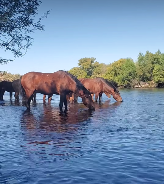 Watching wild horses in their natural environment & experiencing their peace and contentment