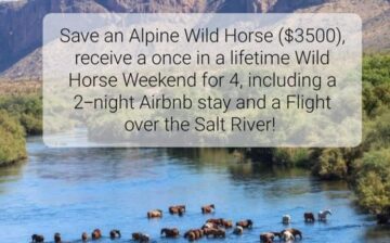 SRWHMG offers Amazing Wild Horse Weekend for saving one Alpine Wild Horse. ($3500)