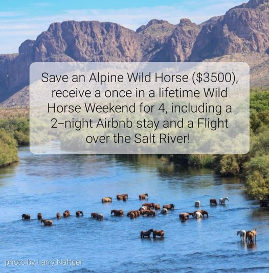 SRWHMG offers Amazing Wild Horse Weekend for saving one Alpine Wild Horse. ($3500)