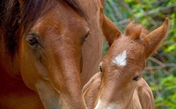 For Foal Friday we are releasing the name of another beauty, please meet Sioux!