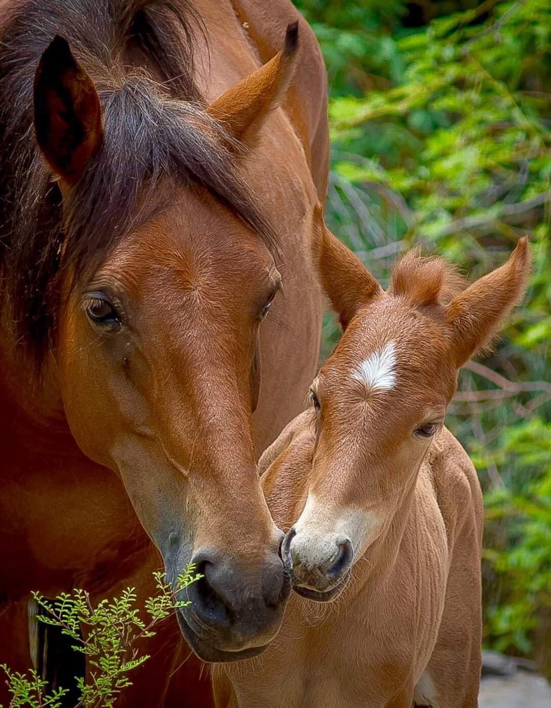 For Foal Friday we are releasing the name of another beauty, please meet Sioux!