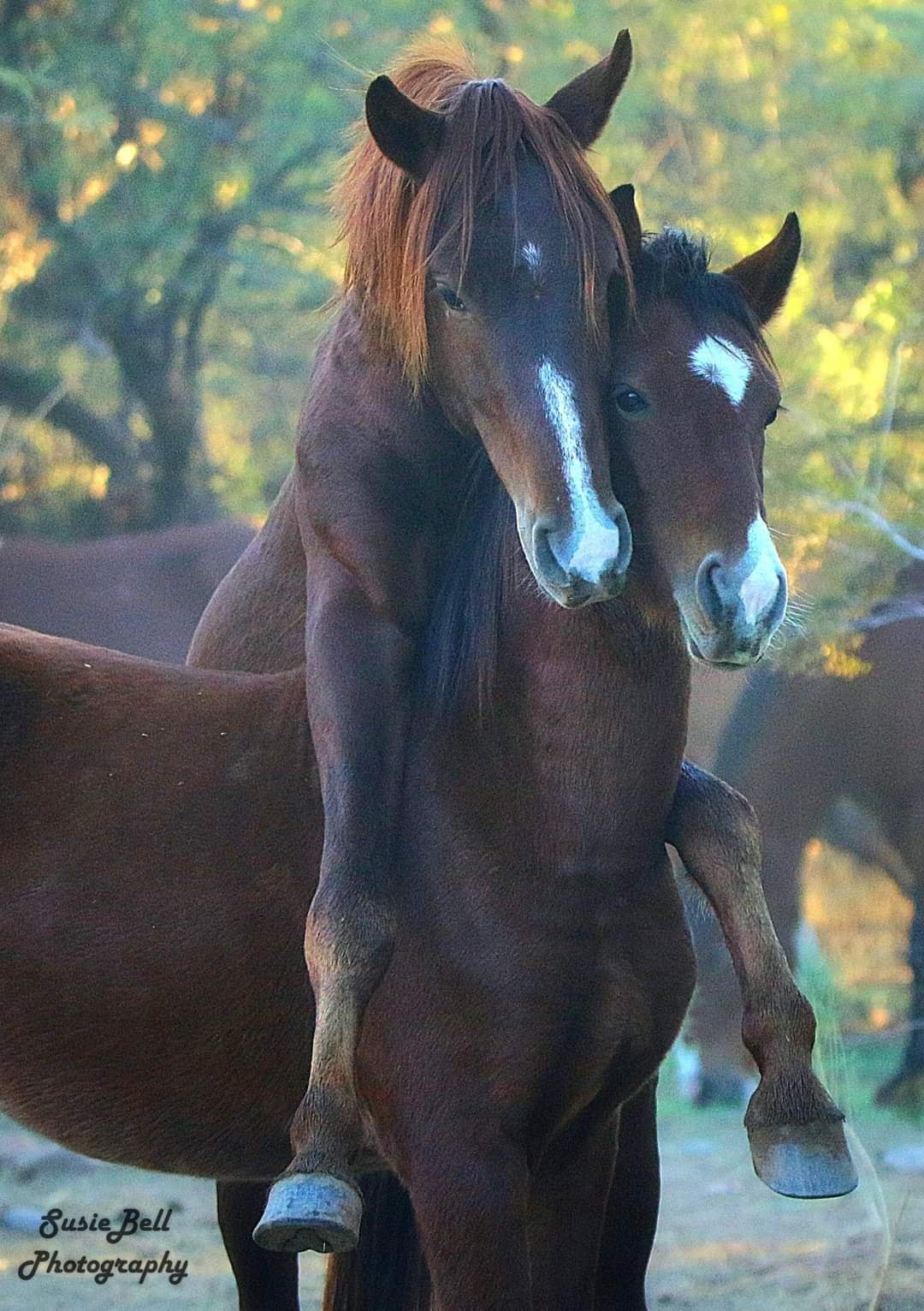 Horse play.