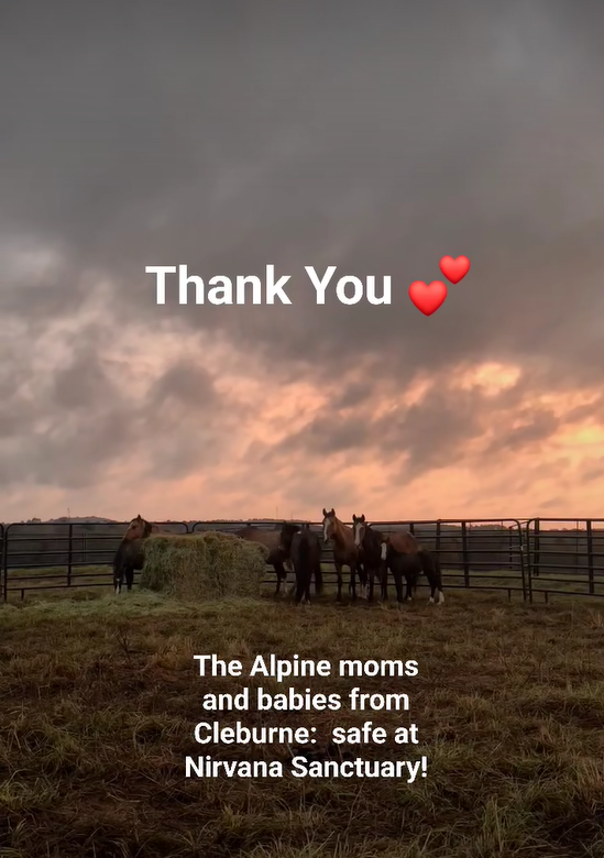 The Alpine moms and babies from this week’s Cleburne auction are safe in their quarantine pen at Nirvana Sanctuary!