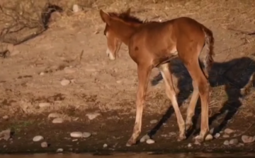 Soldier is a true testament to the incredible healing powers of wild horses!