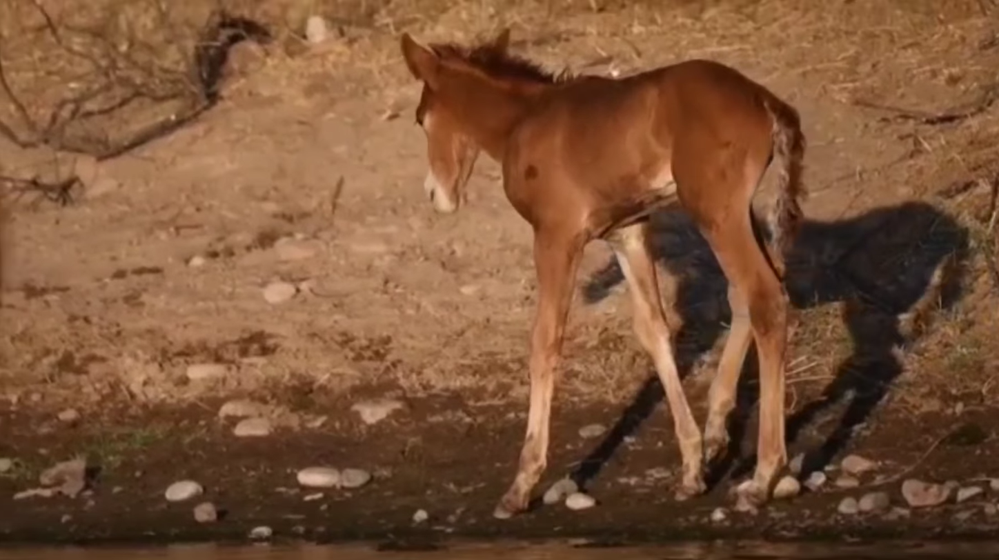 Soldier is a true testament to the incredible healing powers of wild horses!