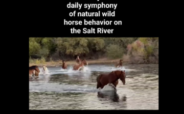 The daily natural behavior of the horses of the Salt River is a harmonious symphony