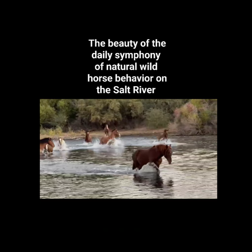 The daily natural behavior of the horses of the Salt River is a harmonious symphony