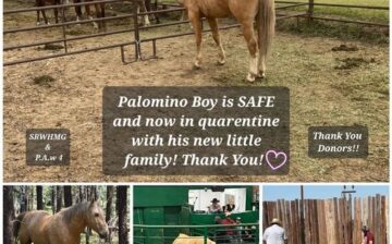 Palomino boy, Sundance, is SAFE!