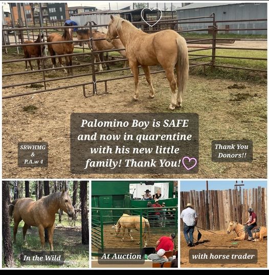 Palomino boy, Sundance, is SAFE!