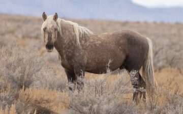 We blame the blatant and unproven rhetoric that wild horses are “non native and feral”.