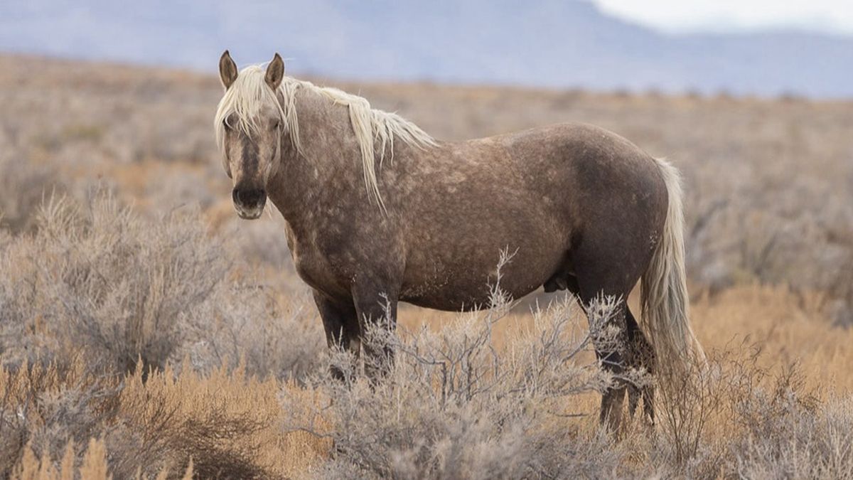 We blame the blatant and unproven rhetoric that wild horses are “non native and feral”.