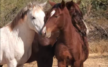 Brave yearling Splendor tests his luck with two adult bachelor stallions!