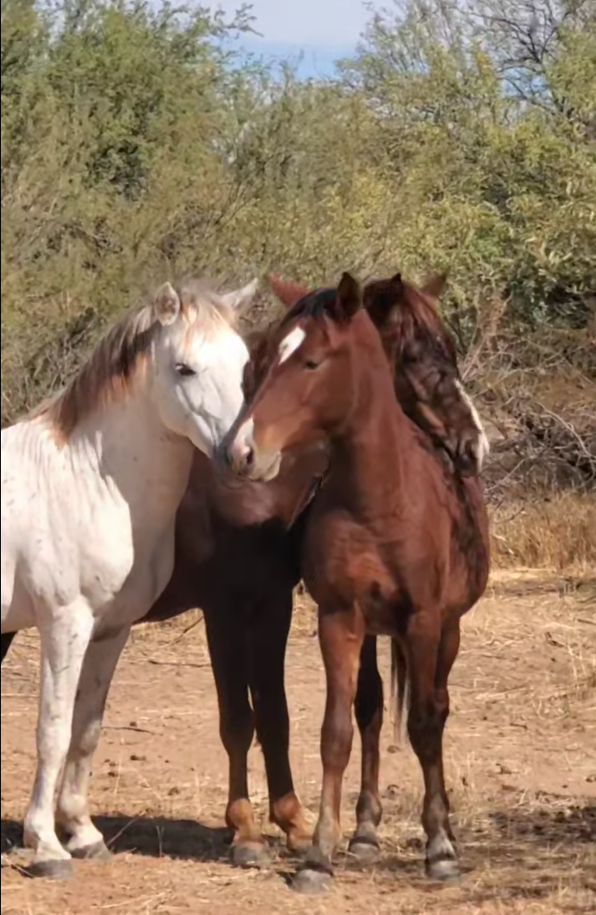 Brave yearling Splendor tests his luck with two adult bachelor stallions!