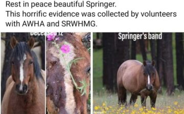 Rest in peace, Springer