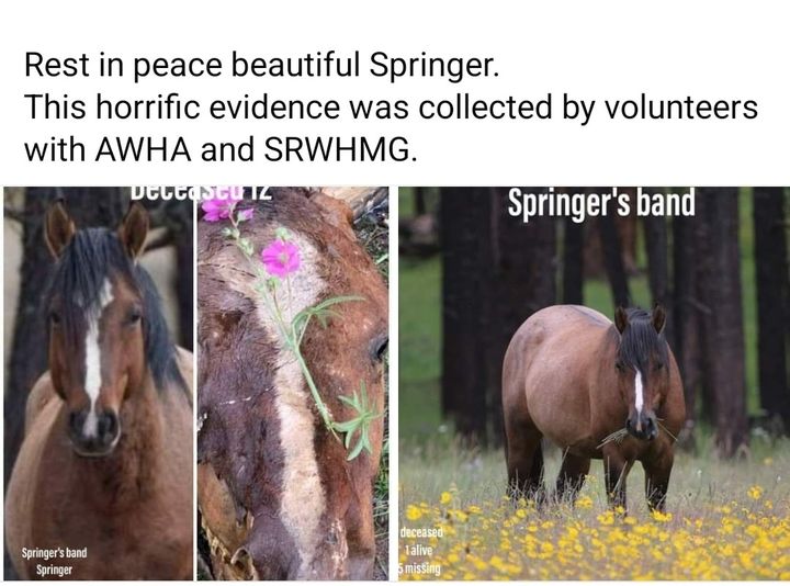 Rest in peace, Springer