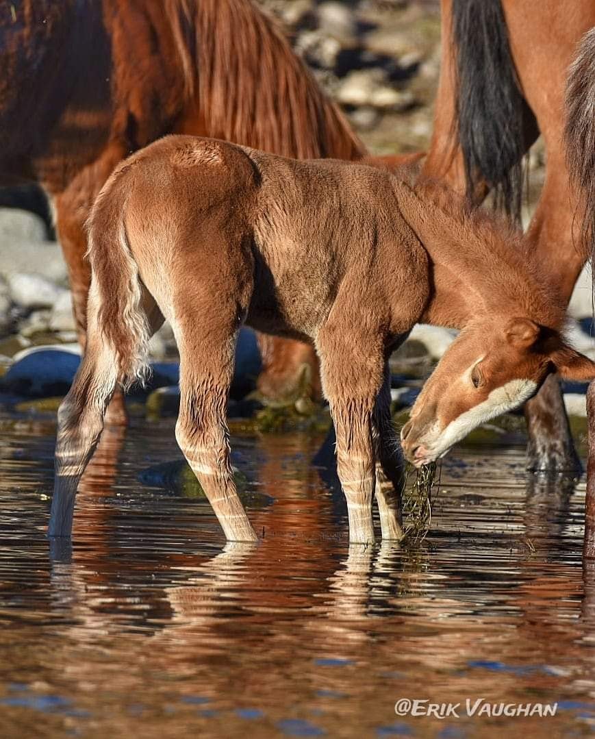 This is the earliest we’ve ever seen a baby learn to eat eelgrass! She is so precious!