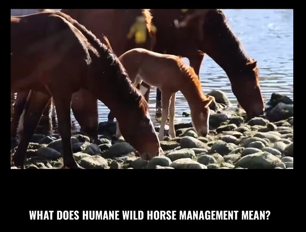 Thank you for supporting humane wild horse management, especially if you donated this giving Tuesday!