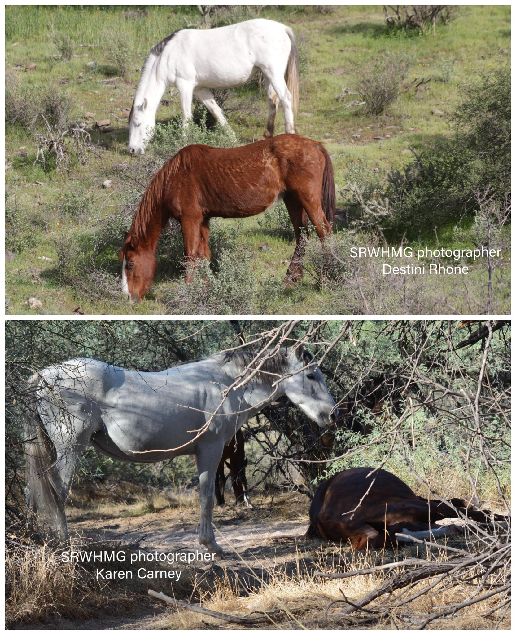 Cholla and Bella older and grazing, followed by Bella standing by Cholla's body