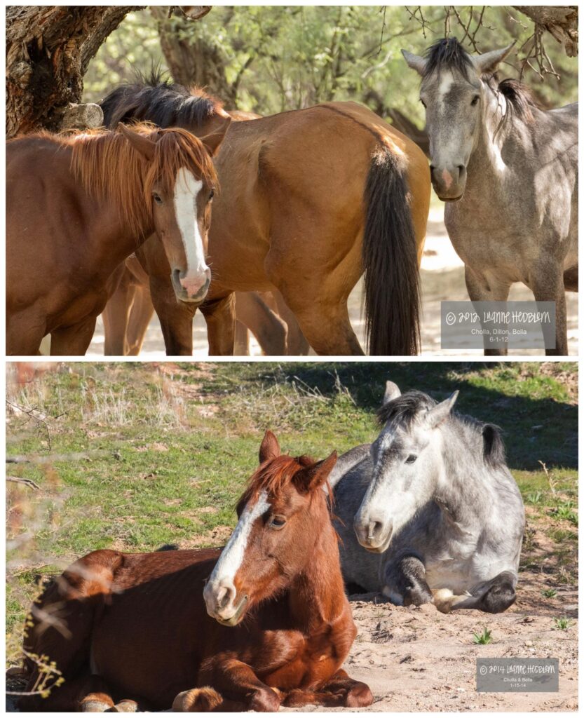 horses cholla, dillon, and bella hanging out together