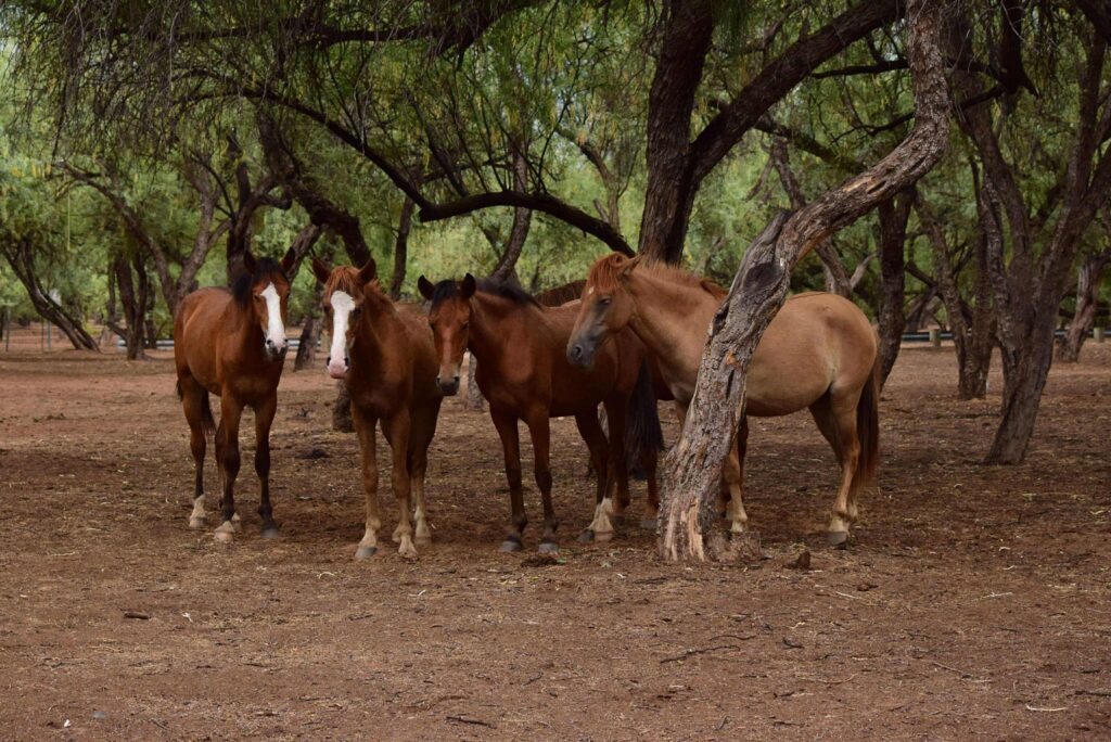 fab 4 - Lindor, Little Chief, Amber, and Velvet