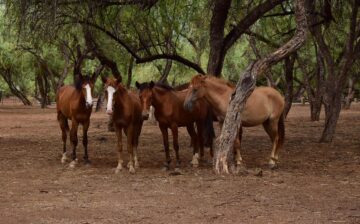 Do you have a best friend? Are you aware that horses form strong relationships with one another, particularly among stallions?