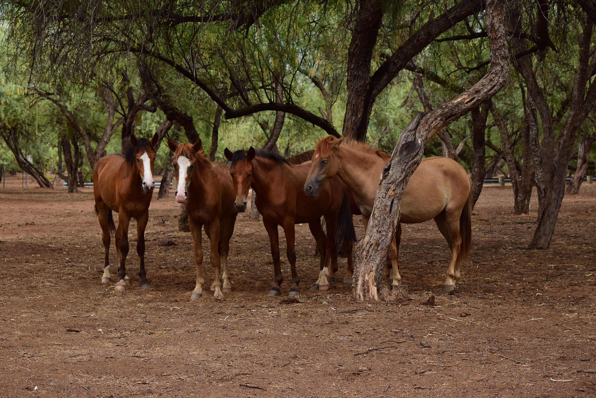 Do you have a best friend? Are you aware that horses form strong relationships with one another, particularly among stallions?