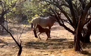 Wild foals get the worst and cutest zoomies after they have survived their first week of life!