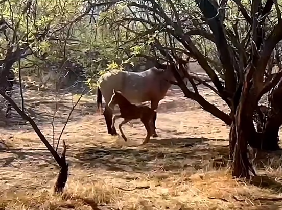 Wild foals get the worst and cutest zoomies after they have survived their first week of life!