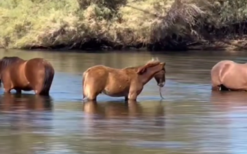 What a joy to watch babies grow up wild and free!