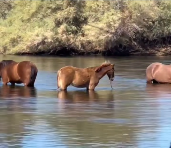 What a joy to watch babies grow up wild and free!