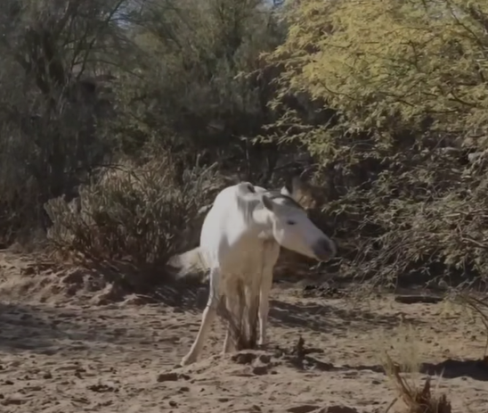 salt river horse grooming on a plant