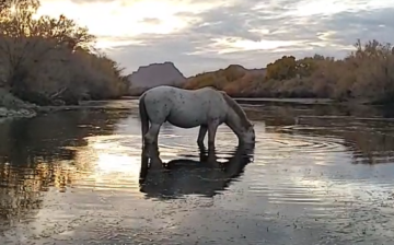 Salt River live feeds! Lainey and Rascal!