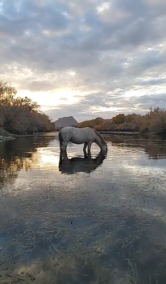 Salt River live feeds! Lainey and Rascal!