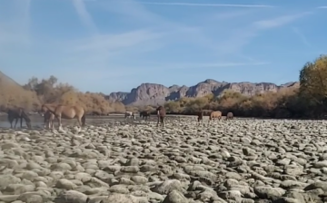 Live with the Salt River wild horses on a lazy Sunday afternoon!