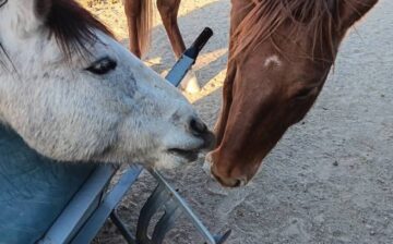 The naughty duo this Christmas was Peanut and Fynn, and then they congratulated each other on their mischief afterwords!