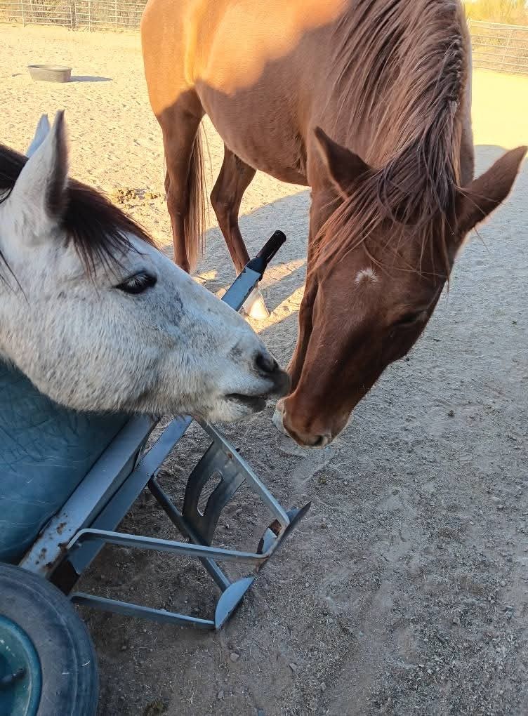 The naughty duo this Christmas was Peanut and Fynn, and then they congratulated each other on their mischief afterwords!