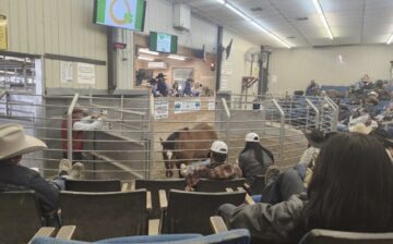 Tonight’s Cleburne Auction + Results