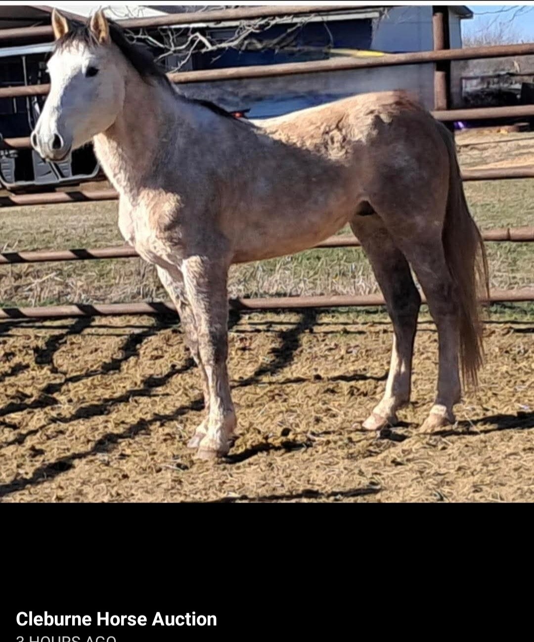 Bryce and Midnight, were posted at the last minute for tonight’s Cleburne sale, exacerbating our challenge to ensure their safety.