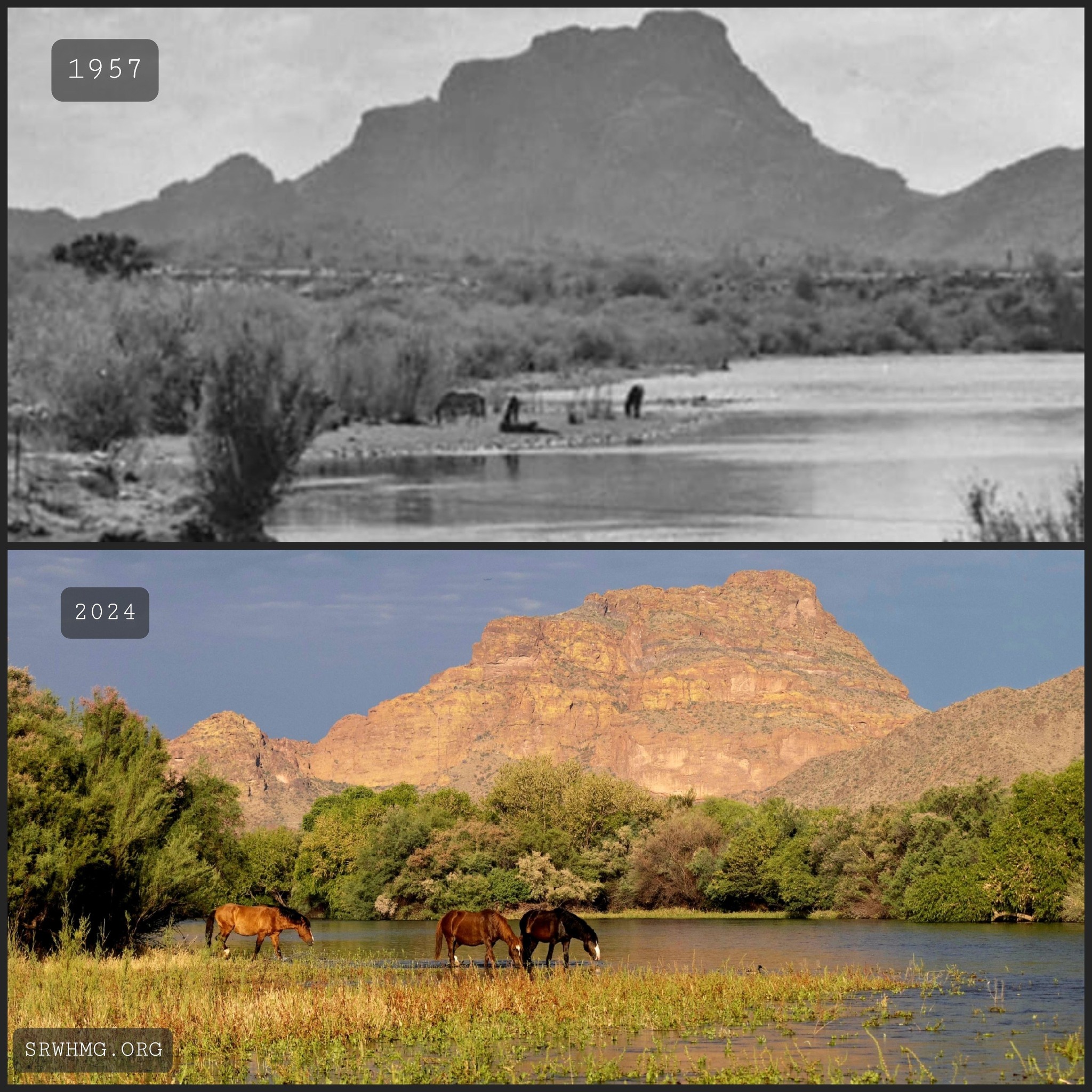 📰 Salt River wild horses, their past and their future.