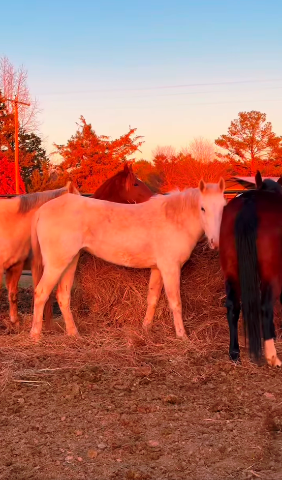 Happy tears! - Salt River Wild Horse Management Group