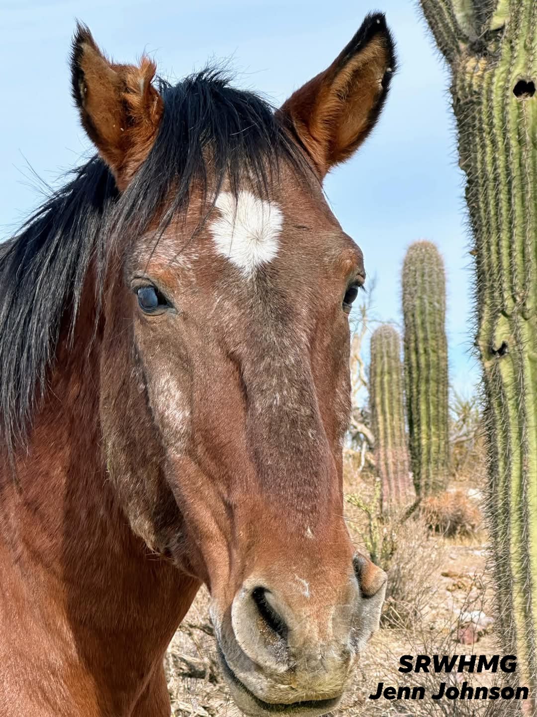 Growing old, wild and free. Portrait of one of our old warriors, DIEGO, born in 2000!