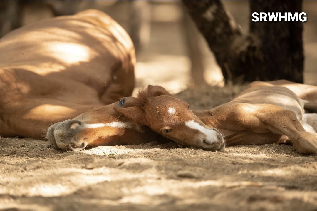 Wild Horse society is amazing!