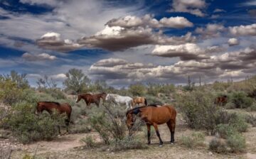 There are once again clouds looming over the Salt River wild horses.