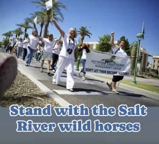 This goes out to all of you who are giving the Salt River wild horses a voice!