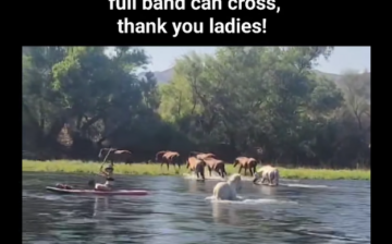 A commendable example of how to safely backpaddle and avoid wild horses that are crossing!
