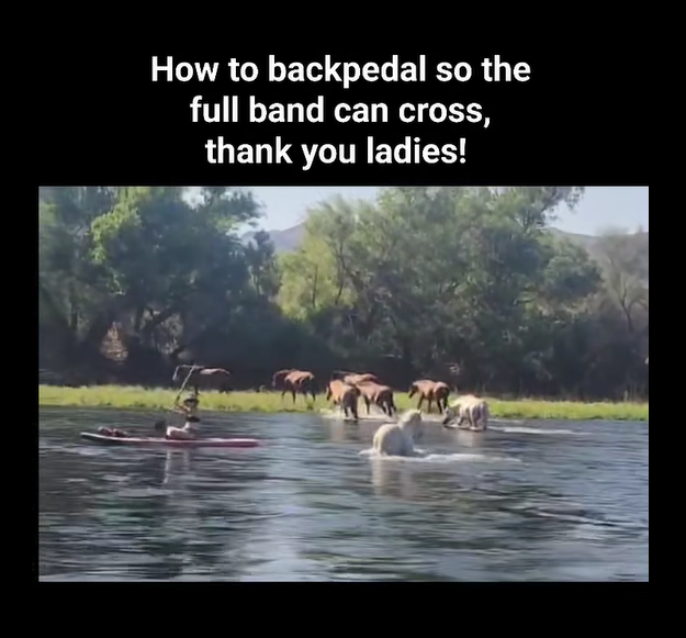 A commendable example of how to safely backpaddle and avoid wild horses that are crossing!